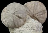 Displayable Fossil Sea Urchins (Clypeus) - England #65365-1